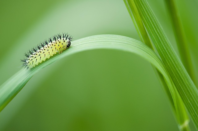 development